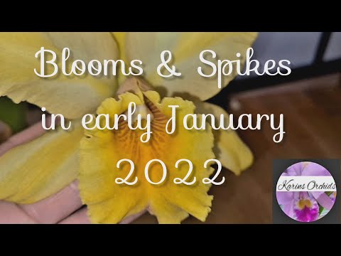 Orchid Blooms and Spikes in early January 2022