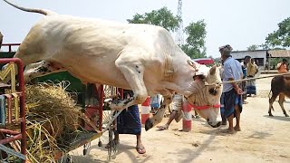 Download Lagu cow unloading | cow videos |cow video | big cow | goru hamba cow | Ep-90 #Jkcowvideo #Aancowvideo Thumbnail