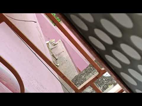 The cat fell down after the fight||#catfight#catvideos