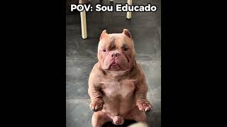 A cidade está sob proteção 🐶🦸 #engraçado #humor #shorts