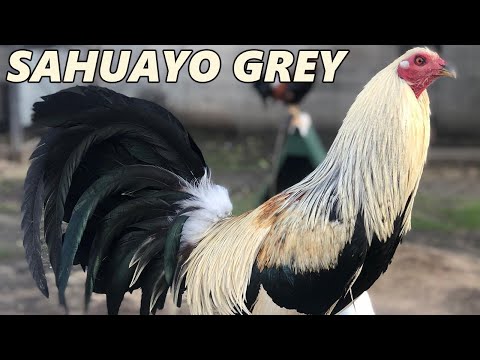 QUALITY !! Pure Sahuayo Grey Hatch Roundhead - Beautiful Birds Sahuayo Farm