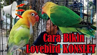 Download lagu Cara Bikin Lovebird Konslet | KICAU Q mp3