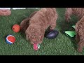 Mini Goldendoodle dogs for sale: Goldie - Video 1