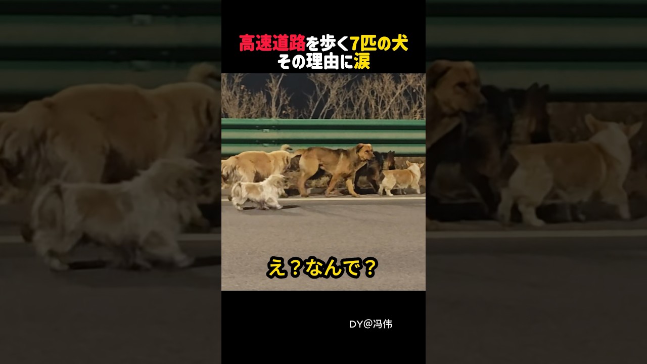 ７匹の絆が生んだ奇跡