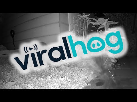 Raccoon Knocks Over A Birdbath || ViralHog