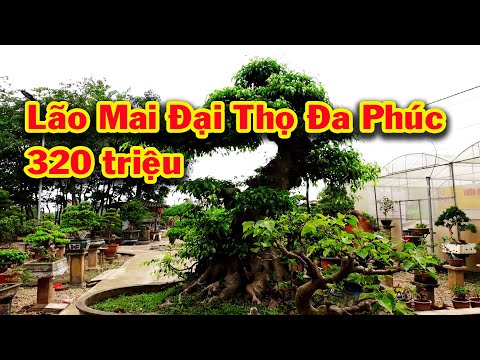 Tác phẩm cổng làng và Lão Mai Đại Thọ Đa Phúc giá hợp lý, sanh nam điền, sanh lá móng, ổi, tùng