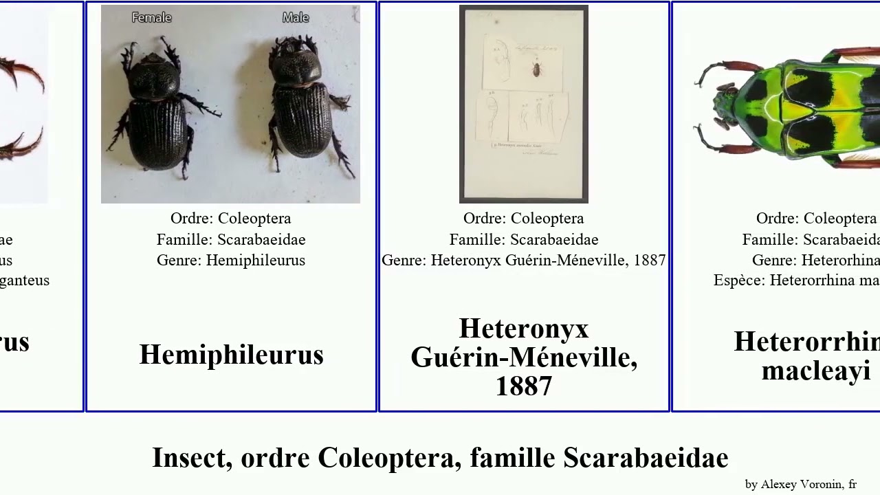 Insect, ordre Coleoptera, famille Scarabaeidae gymnopleurus onthophagus coprophanaeus scarabée gnu