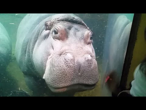 Hippo comes by Knife-edge and does a Barrel Roll.