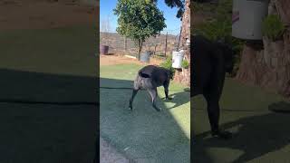 Video preview image #1 Mutt Puppy For Sale in Goodyear, AZ, USA