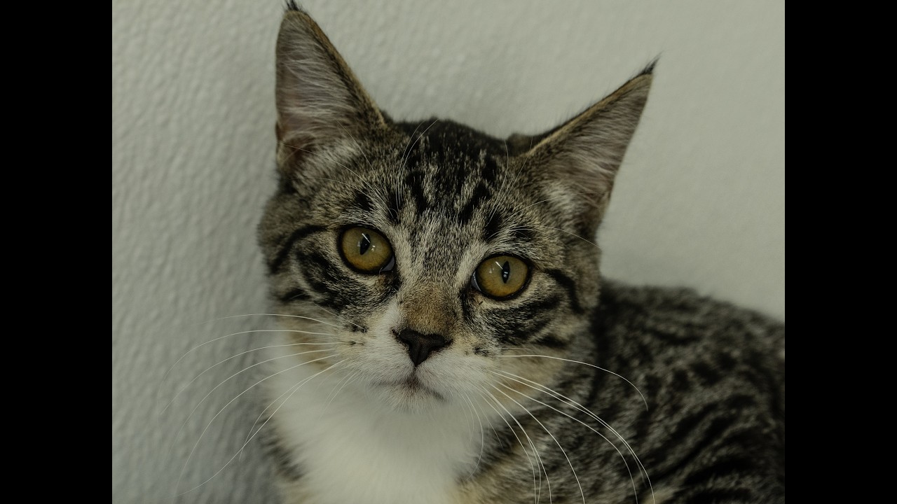 Enlarge Willie, a Adoptable mixed breed in Republic, WA video 6/6