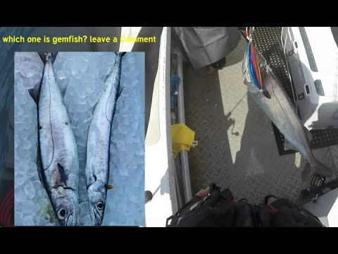 Slow Jigging for Gemfish and Barracuda Trevally - Shimano Ocea Jigger - A Master Fishing