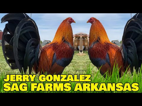 Nice Birds Jerry Gonzalez SAG FARMS - Big Farm in Arkansas USA