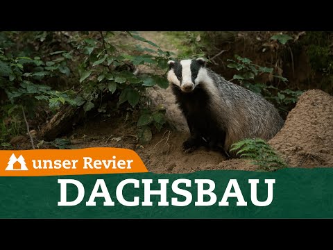 How to recognize a badger's sett | Differences between a fox and a badger | Our territory | #73