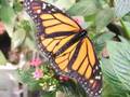Butterfly Song