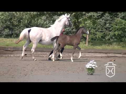 Hengstfohlen von Casall - Cassini - Langata Express xx