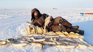 Как правильно ловить хищника на торпеду