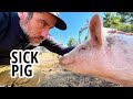 Pig Drama on the Homestead