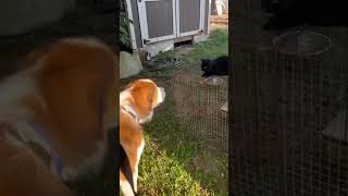 Video preview image #1 Great Pyrenees-Saint Bernard Mix Puppy For Sale in Oakhurst, NJ, USA