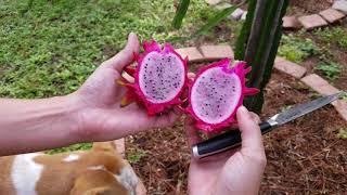 How To Grow Dragon Fruit in SWFL  ( part 19) FRUIT!