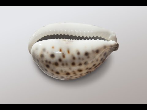 Corsaires du plastique. Surcouf le "Tigre des sept mers" qui inspire la renaissance du Tigre cauri