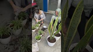 Download lagu Berani Kotor itu Baik #shorts #short #shortvideo #tanamanhias mp3