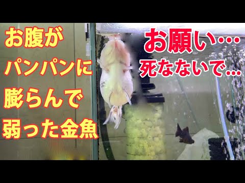 魚の病気の腹水