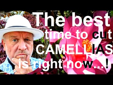 When is the Best Time of year to Prune, Cut or Trim a Camellia Plant