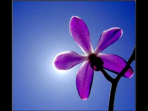 PCE Crew - Jesu lo le se