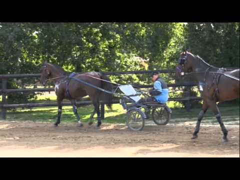 Timoko: la Belgique avant l'Amérique!