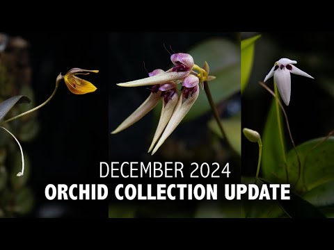 "What's in Bloom" Orchid Collection Update - December 2024 | Cattleyas, Bulbos & RARE Pleurothallis!