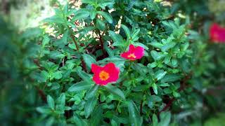 Motion Plants Purslane Portulaca Oleracea Blown By The Wind In The Garden Of The House