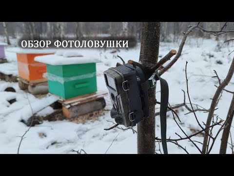 Обзор бюджетной китайской фотоловушки. Что удалось на неё снять.