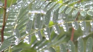 Watercolors (Pat Metheny Group) COVER （Gibson ES175多重録音）