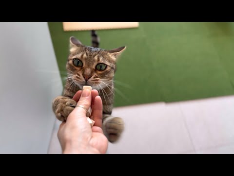 시계 보는 신기한 고양이