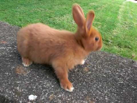 Sundance - 6 Week Old Thrianta Rabbit