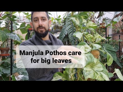 Manjula Pothos care guide (grow large leaves, avoid root rot)