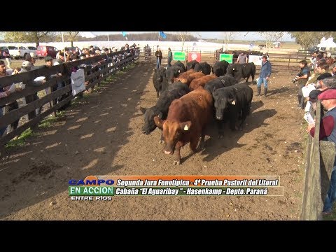 Angus - 4ª Prueba Pastoril del Litoral - Ramón Masetto