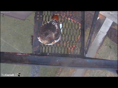 Cornell RTHA Cam 'Ez Arrives Early & Waits For BR'  7:28 am  _01.15.14_