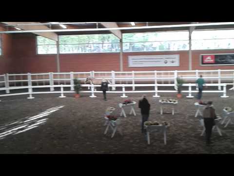 2014Körung Wickrath #8