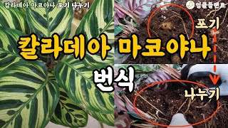 쉬운 번식 방법!! 포기 나누기 