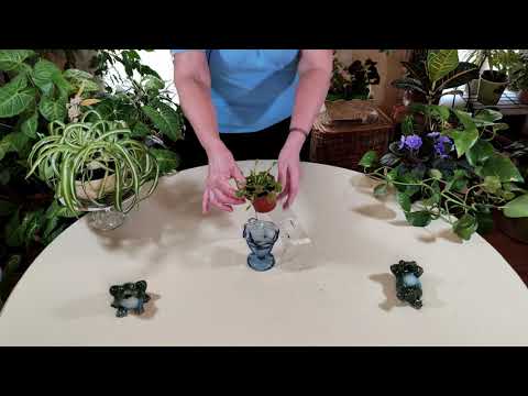 Venus Flytrap Care: What to Know