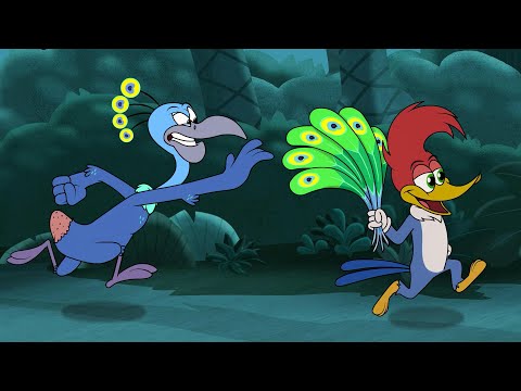 No Stealing Feathers! | Woody Woodpecker