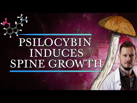Psilocybin Induces Long Lasting Modifications to Brain Connections