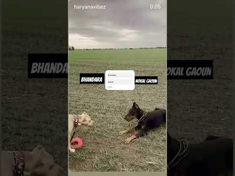 #pitbull #doglover #love #funny 🥰🥰🥰🥰