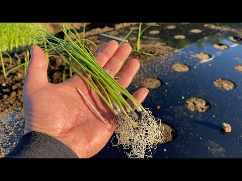 , title : '小さな玉ねぎを植えても失敗しない方法　植え付け時期に要注意！【畝作りのコツ〜小さな苗の植え方のコツ〜植える時期】22/10/26'