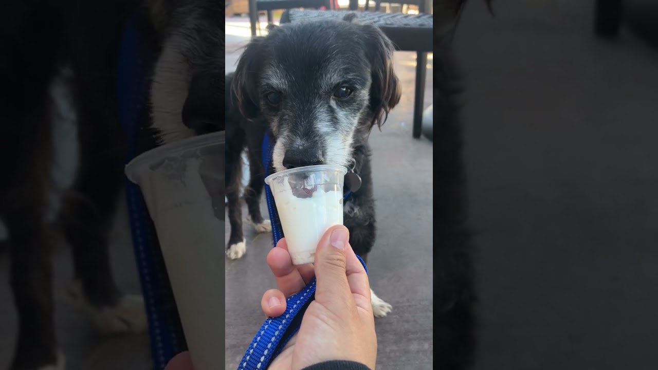 Enlarge Truman, a ADOPTABLE mixed breed in Scottsdale, AZ video 5/6