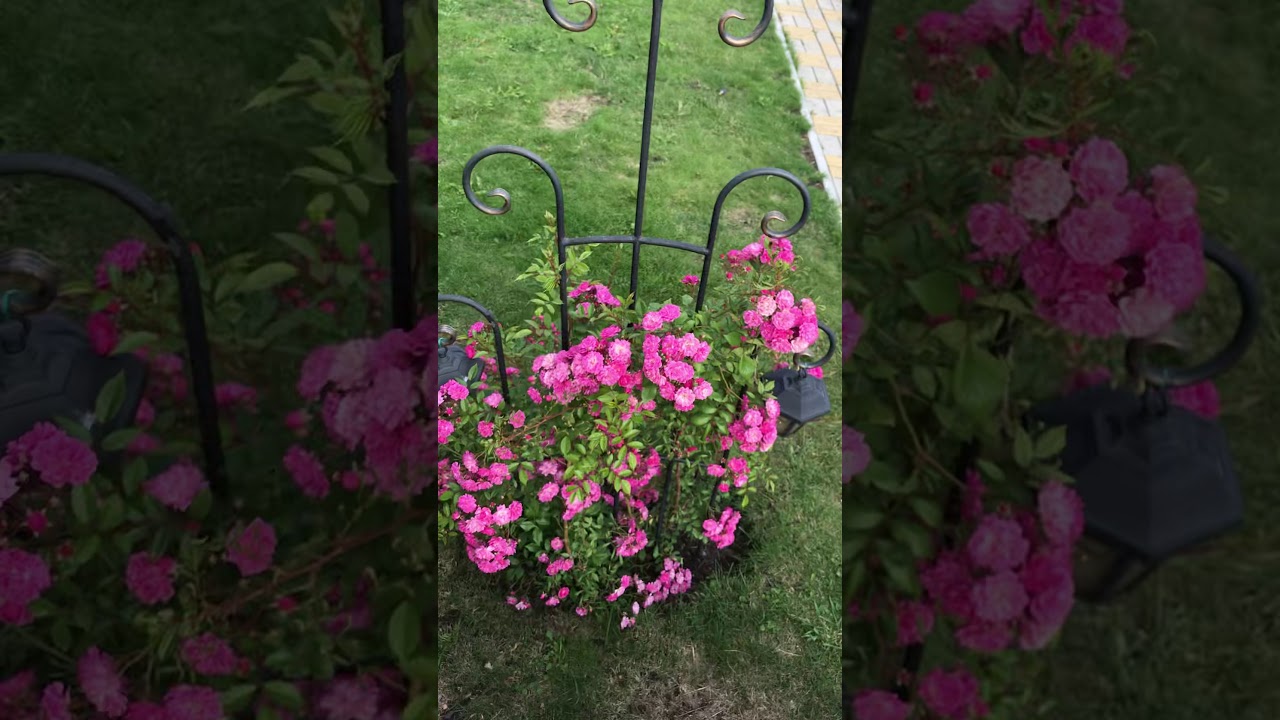 Красивые розы. Плетистая роза Супер Дороти (3 зона)