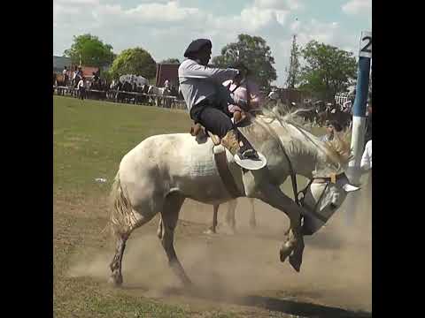 Monta en basto La VUELTA y MEDIA en Nelson Santa Fe