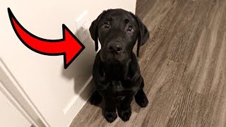 Labrador Puppy Learns To Stay!!