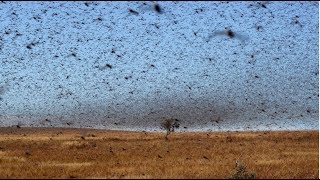 The Locusts Are Coming!